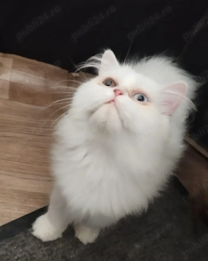 Minunati british longhair caută prieteni pe viata