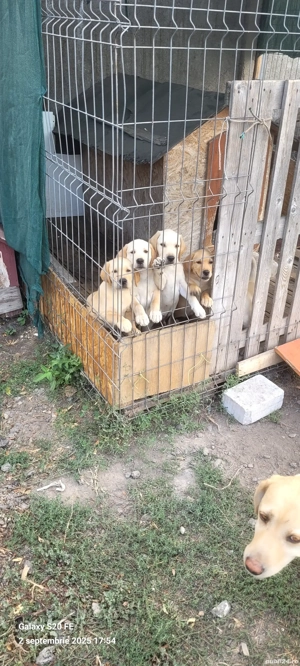 Pui Labrador, vârsta 2 luni