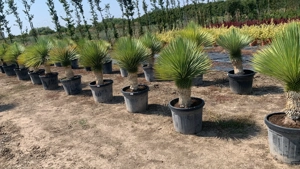 Yucca Rostrata Palmieri