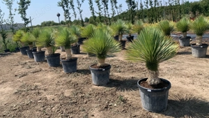 Yucca Rostrata Palmieri - imagine 2