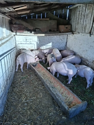 Vand percei  marele alb 