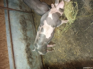 Porc pietrain  - imagine 4