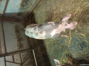 Porc pietrain  - imagine 5