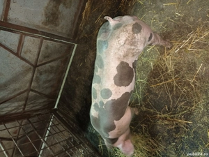 Porc pietrain  - imagine 2