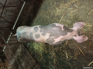 Porc pietrain  - imagine 3