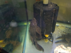 Ancistrusi malculi maturi 12 cm +