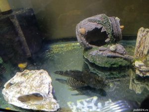 Ancistrusi malculi maturi 12 cm + - imagine 2 Ancistrusi malculi maturi 12 cm + - imagine 2