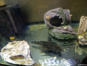 Ancistrusi malculi maturi 12 cm + - imagine 4 Ancistrusi malculi maturi 12 cm + - imagine 4