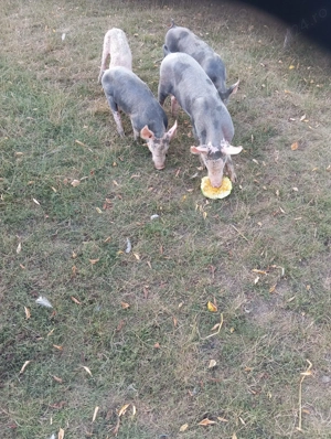 Porci grasuni de vanzare - imagine 2 Porci grasuni de vanzare - imagine 2