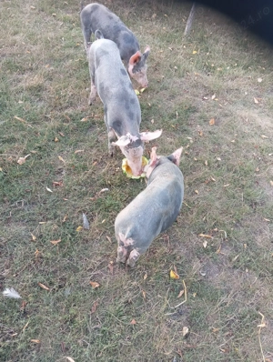 Porci grasuni de vanzare - imagine 3 Porci grasuni de vanzare - imagine 3