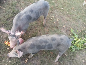 Porci grasuni de vanzare