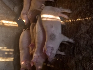 Purcei 4 cei mari pereche