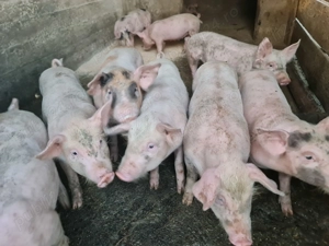 Pick frumoși și sănătoși  - imagine 4