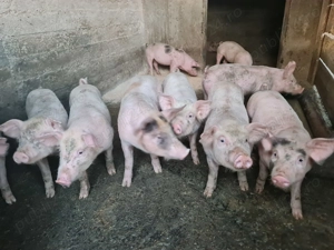 Pick frumoși și sănătoși  - imagine 2