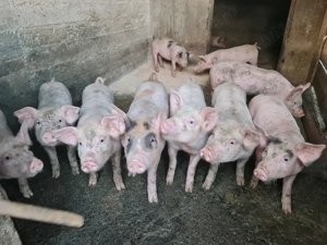 Pick frumoși și sănătoși  - imagine 3