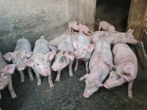 Pick frumoși și sănătoși  - imagine 5