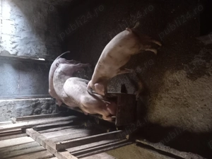 Purcei de vanzare au 2 luni jumate