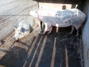 Vând porci de carne 