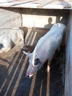 Vând porci de carne  - imagine 2 Vând porci de carne  - imagine 2