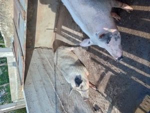 Vând porci de carne  - imagine 4 Vând porci de carne  - imagine 4