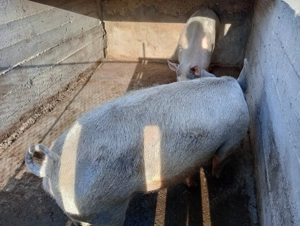 Vând porci de carne  - imagine 5 Vând porci de carne  - imagine 5