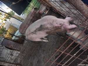 vând purcea - imagine 2 vând purcea - imagine 2