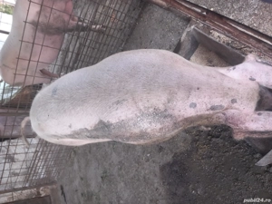 vând purcea - imagine 3 vând purcea - imagine 3