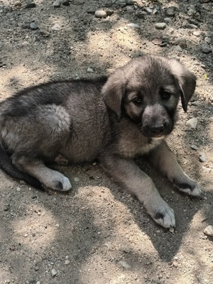 Cățelușe ciobănești românești! - imagine 5 Cățelușe ciobănești românești! - imagine 5