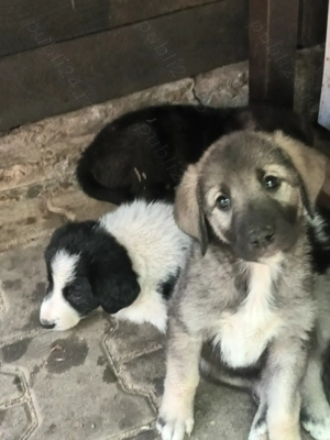 Cățelușe ciobănești românești! - imagine 3 Cățelușe ciobănești românești! - imagine 3