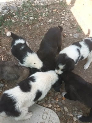 Cățelușe ciobănești românești! - imagine 4 Cățelușe ciobănești românești! - imagine 4