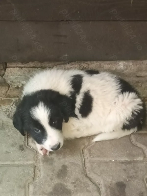 Cățelușe ciobănești românești! - imagine 2 Cățelușe ciobănești românești! - imagine 2