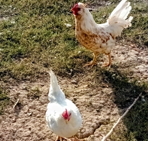 familie 2 gaini si un cocos - imagine 2 familie 2 gaini si un cocos - imagine 2