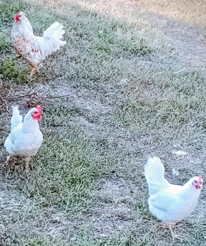 familie 2 gaini si un cocos