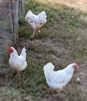 familie 2 gaini si un cocos - imagine 3 familie 2 gaini si un cocos - imagine 3