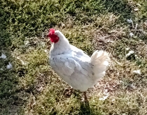 familie 2 gaini si un cocos - imagine 4 familie 2 gaini si un cocos - imagine 4