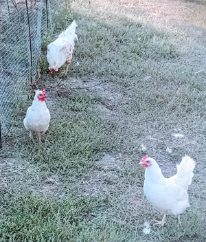 familie 2 gaini si un cocos - imagine 5 familie 2 gaini si un cocos - imagine 5