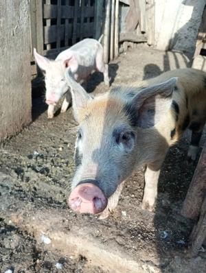 Vând purcei de carne