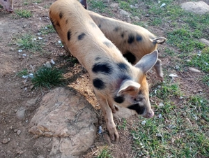 Vând purcei de carne 