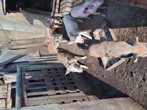 Vând purcei de carne - imagine 3 Vând purcei de carne - imagine 3