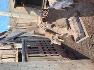 Vând purcei de carne - imagine 4 Vând purcei de carne - imagine 4