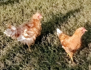 vand doi cocosei frezati