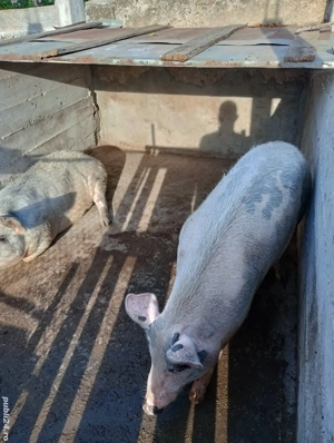 Vând porci de carne  - imagine 2 Vând porci de carne  - imagine 2