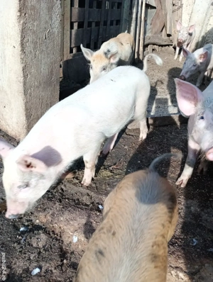 Vând purcei de carne  - imagine 3