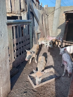 Vând purcei de carne  - imagine 4