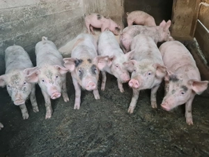 Pick frumoși și sănătoși 