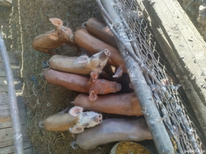 de vânzare  - imagine 2 de vânzare  - imagine 2