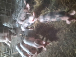 Vind purcei rasa carne