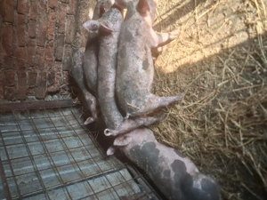 Vind purcei rasa carne  - imagine 5