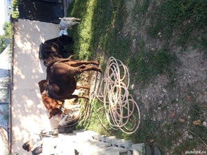 vand vitei de rasa - imagine 3