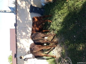 vand vitei de rasa - imagine 2